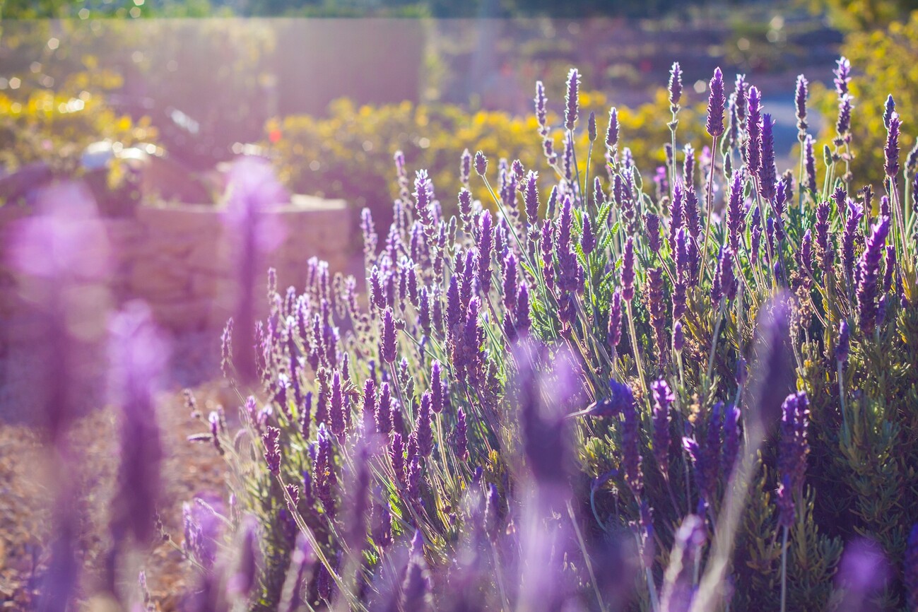 finca-benissa-dar0028-3