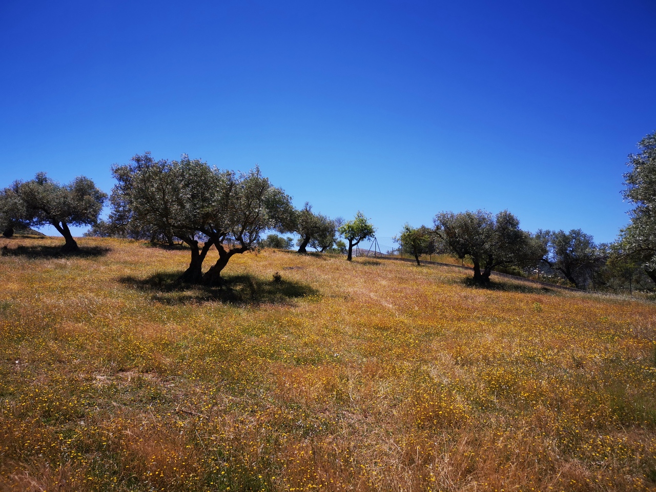 991-land-for-sale-in-periana-26960-large